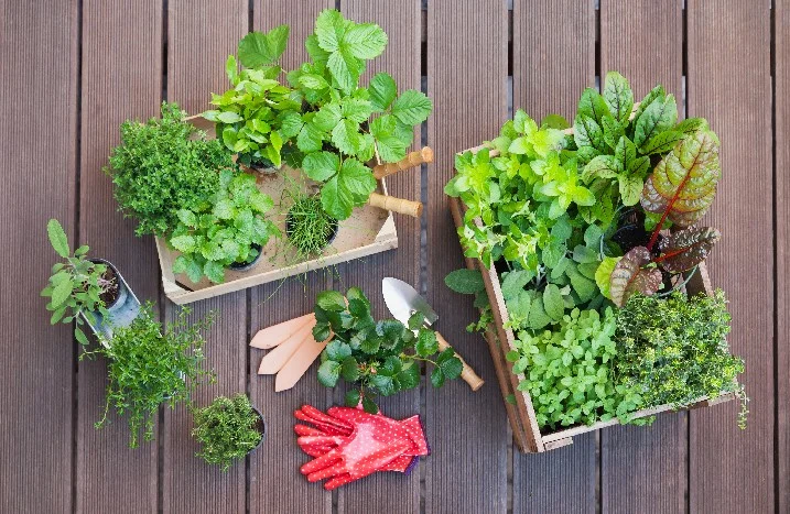 Kräuter und Gemüse in Töpfen auf Holzboden.